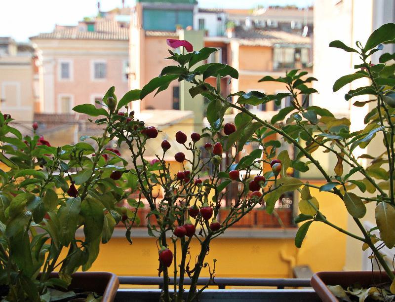 iHabitaciones Pantheon&Navona Pensión Roma Exterior foto